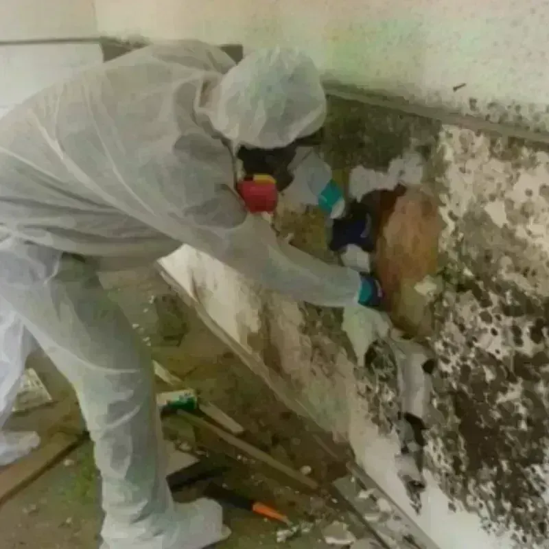 Mold Remediation and Removal in Tulare, CA